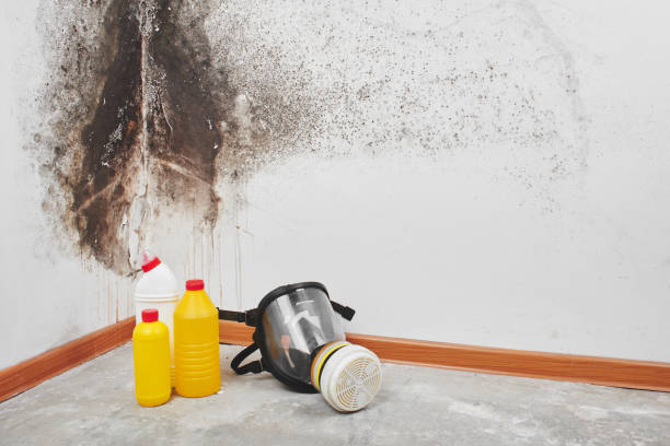Best Residential Mold Remediation in Denton, NC