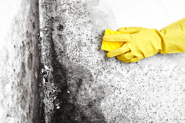 Reliable Denton, NC Mold Remediation Solutions