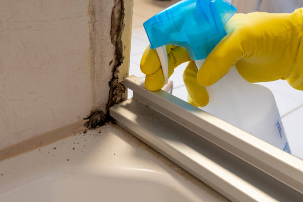 Best Attic Mold Remediation in Denton, NC