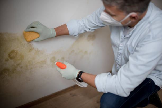 Best Insurance-Related Mold Remediation in Denton, NC