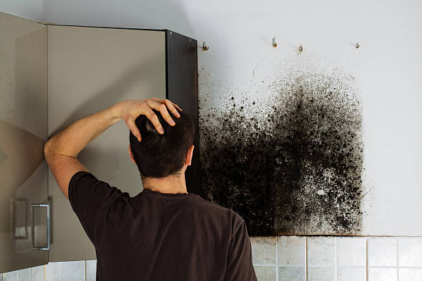 Best Localized Mold Remediation (e.g., coastal areas, humid climates) in Denton, NC