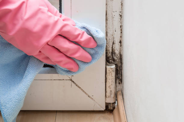 Best Bathroom Mold Remediation in Denton, NC