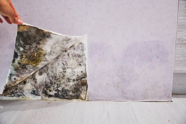 Best Black Mold Remediation in Denton, NC